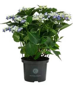 Dehner Laubgehölze|Hortensien - Teller-Hortensie, ca. 40-45 cm Blau