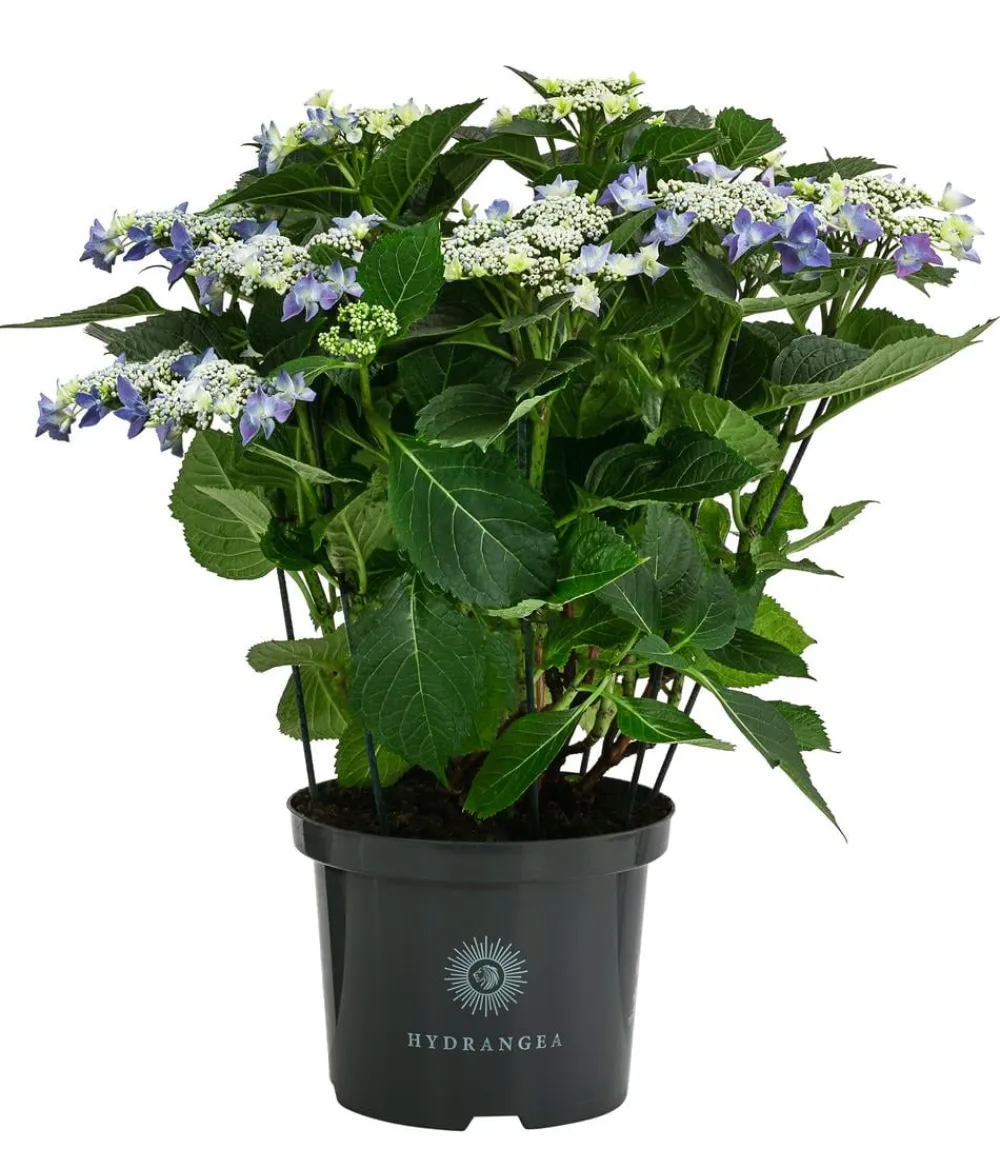 Dehner Laubgehölze|Hortensien - Teller-Hortensie, ca. 40-45 cm Blau
