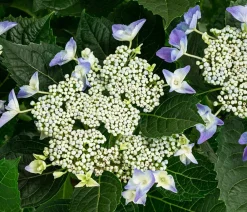 Dehner Laubgehölze|Hortensien - Teller-Hortensie, ca. 40-45 cm Blau