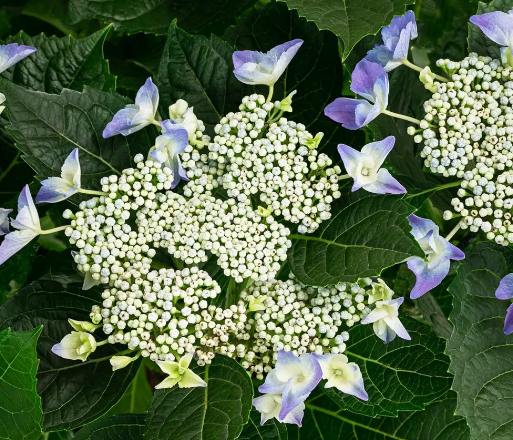 Dehner Laubgehölze|Hortensien - Teller-Hortensie, ca. 40-45 cm Blau
