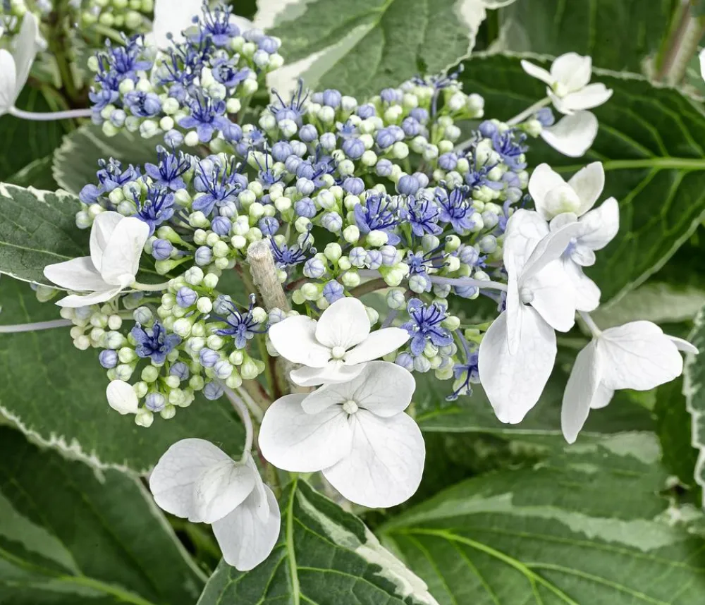 Dehner Teller-Hortensie - Hydrangea macrophylla 'Hovariegata' Weiß Outlet