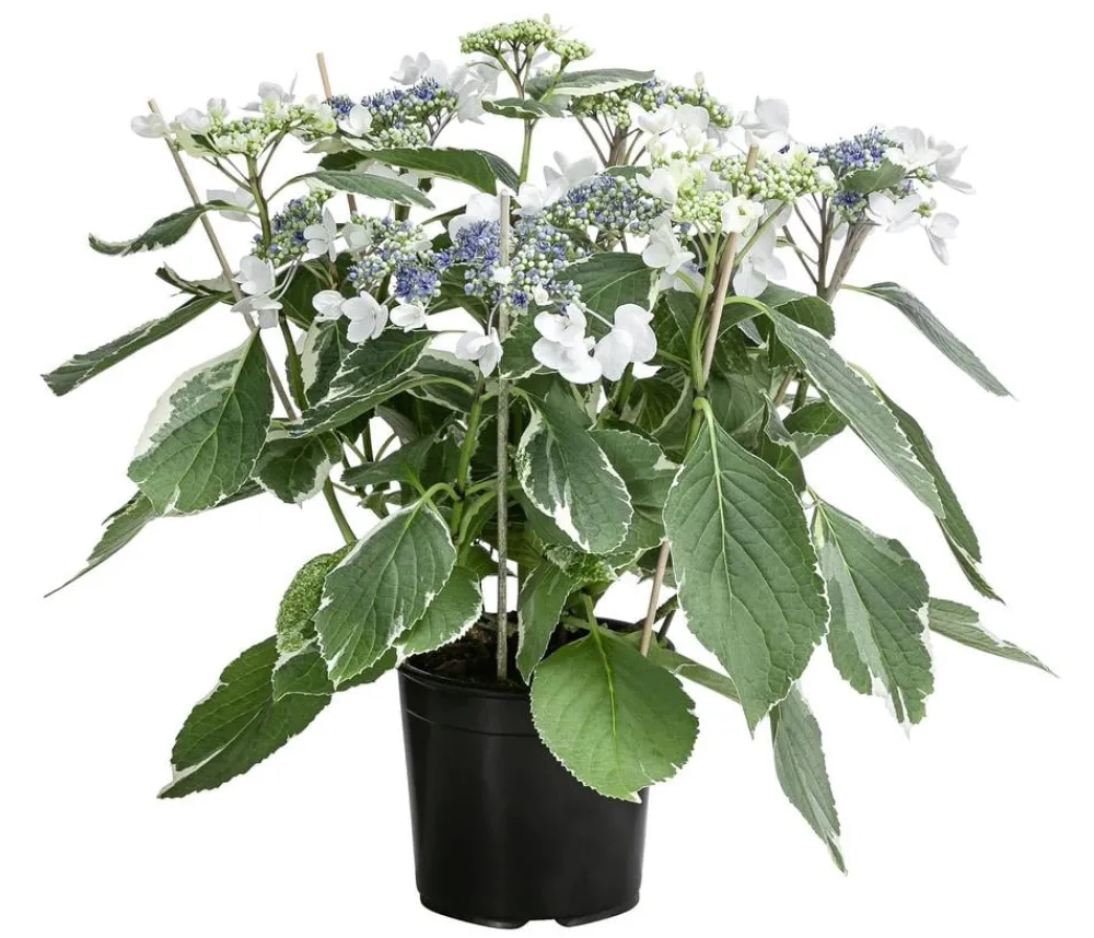Dehner Teller-Hortensie - Hydrangea macrophylla 'Hovariegata' Weiß Outlet