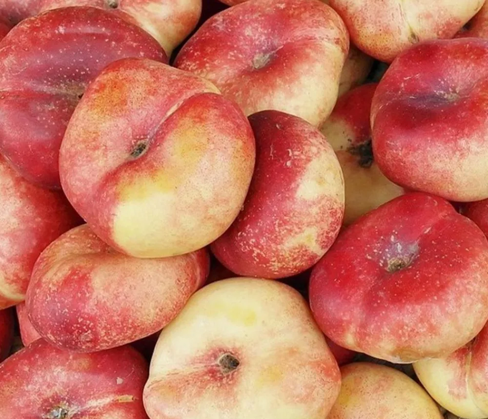 Dehner Obstbäume|Aprikosen- & Pfirsichbäume - Teller-Nektarine 'Honey®'