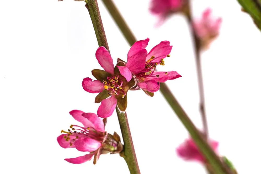Dehner Obstbäume|Aprikosen- & Pfirsichbäume - Teller-Nektarine 'Honey®'