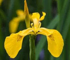 Dehner Aqua Gartenteich·Teich­­Pflanzen|Teichpflanzen > Terrassenteich-Set, 7-teilig