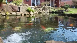 Tetra Pond AlgoFin, Algenmittel