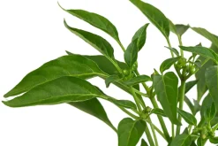 Dehner Peperoni- & Paprikapflanzen > Thaichili,