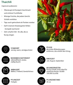 Dehner Peperoni- & Paprikapflanzen > Thaichili,