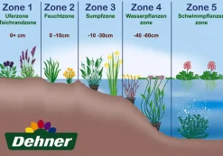 Dehner Aqua Äthiopische Calla Weiß Outlet