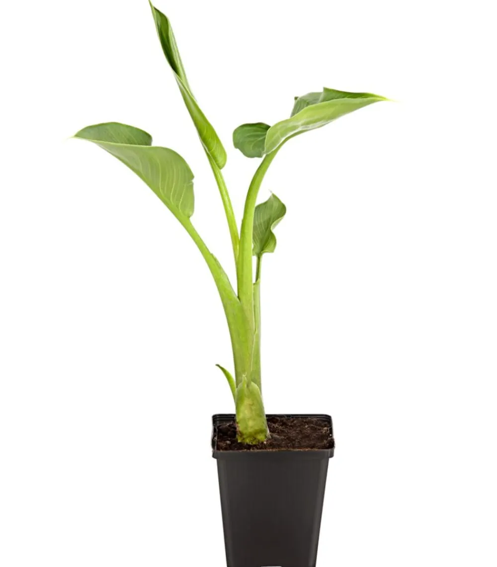 Dehner Aqua Teichpflanzen|Teichpflanzen - Äthiopische Calla Weiß