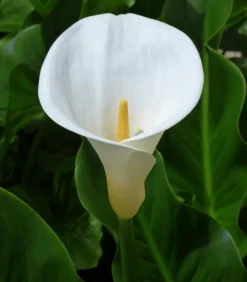 Dehner Aqua Teichpflanzen|Teichpflanzen - Äthiopische Calla Weiß