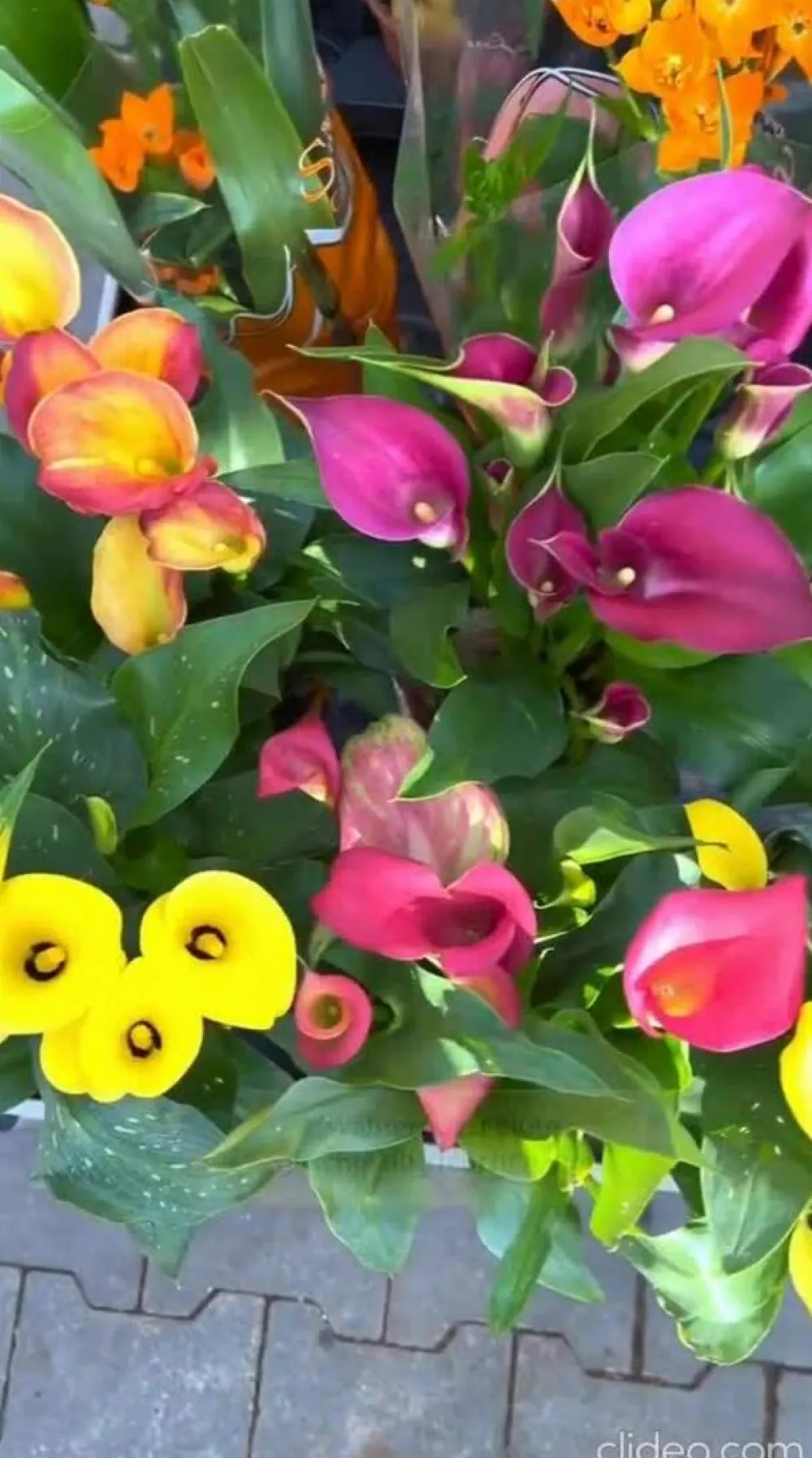 Dehner Aqua Teichpflanzen|Teichpflanzen - Äthiopische Calla Weiß
