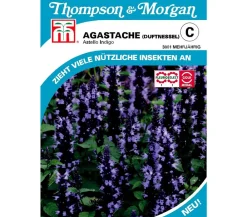 Thompson & Morgan Samen Duftnessel 'Astello Indigo' Blau Sale