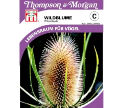 Thompson & Morgan Blumensamen > Samen Wildblume 'Wilde Karde'