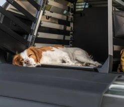 THULE® Allax XL Compact Hundetransportbox, ca. B73/H70/T89-94 cm Best