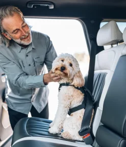 THULE® Hundegechirr für Auto Cappy Schwarz Hot