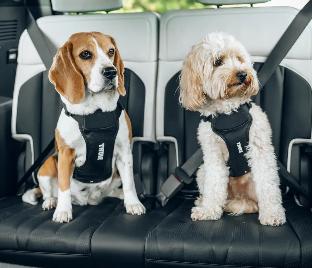 THULE® Hundegechirr für Auto Cappy Schwarz Hot