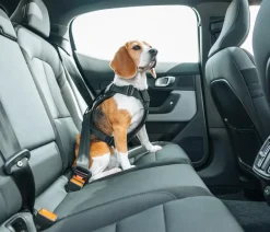 THULE® Hundegechirr für Auto Cappy Schwarz Hot