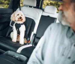 THULE® Mehr Transport & Unterwegs|Hundehalsbänder & Geschirre - Hundegechirr für Auto Cappy Schwarz