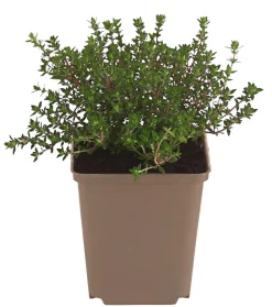 Dehner Thymian Grün Clearance