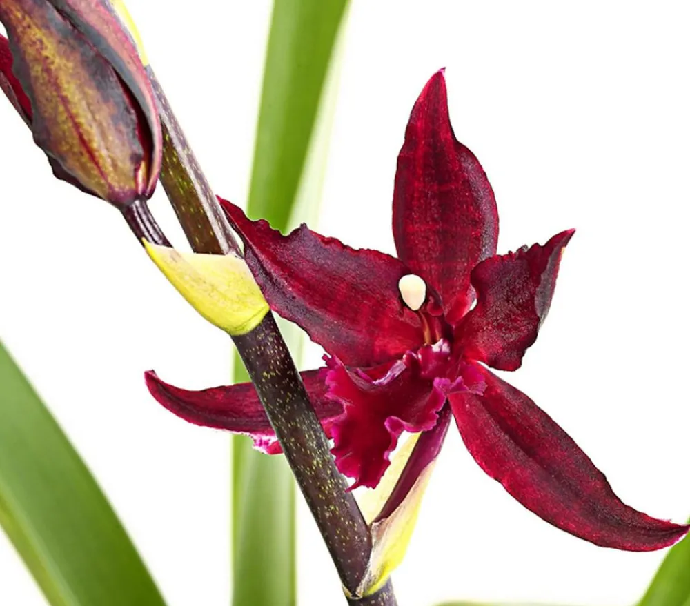 Dehner Orchideen > Tiger-Orchidee - Colmanara cultivars 'Massai'
