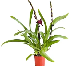 Dehner Orchideen > Tiger-Orchidee - Colmanara cultivars 'Massai'