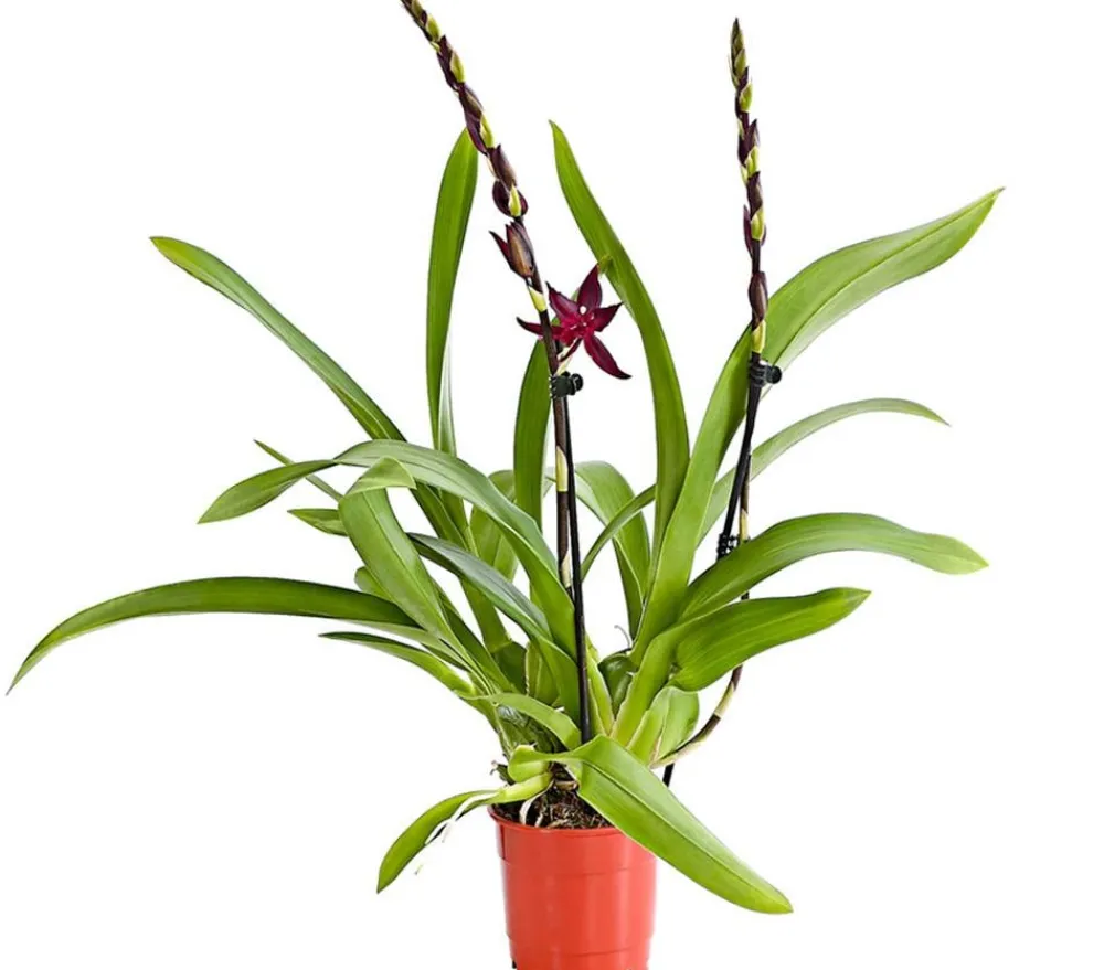 Dehner Orchideen > Tiger-Orchidee - Colmanara cultivars 'Massai'