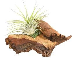 Dehner Tillandsien|Terrarium Zubehör > Tillandsien-Arrangement auf Mopani-Wurzel - Tillandsia Hybride, 2-teilig