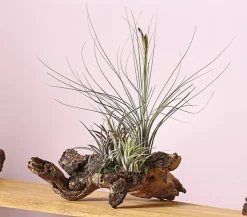 Dehner Tillandsien|Terrarium Zubehör - Tillandsien-Arrangement auf Wurzelbaum - Tillandsia Hybride, 3-teilig