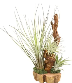 Dehner Tillandsien|Terrarium Zubehör - Tillandsien-Arrangement auf Wurzelbaum - Tillandsia Hybride, 3-teilig