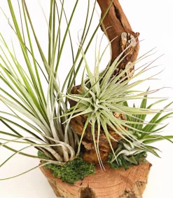 Dehner Tillandsien|Terrarium Zubehör - Tillandsien-Arrangement auf Wurzelbaum - Tillandsia Hybride, 3-teilig