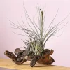 Dehner Tillandsien|Terrarium Zubehör - Tillandsien-Arrangement auf Mopanie-Wurzel - Tillandsia Hybride, 5-teilig