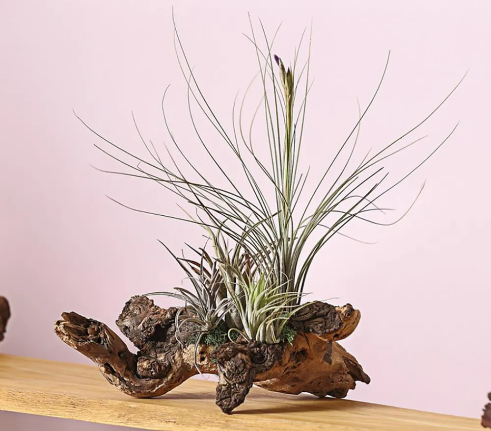 Dehner Tillandsien|Terrarium Zubehör - Tillandsien-Arrangement auf Mopanie-Wurzel - Tillandsia Hybride, 5-teilig