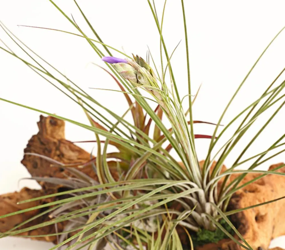 Dehner Tillandsien|Terrarium Zubehör - Tillandsien-Arrangement auf Mopanie-Wurzel - Tillandsia Hybride, 5-teilig