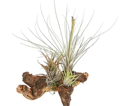 Dehner Tillandsien|Terrarium Zubehör - Tillandsien-Arrangement auf Mopanie-Wurzel - Tillandsia Hybride, 5-teilig