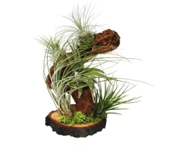 Tillandsien > Tillandsien-Arrangement auf Wurzelbaum - Tillandsia Hybride, 5-teilig