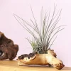 Dehner Tillandsien|Terrarium Zubehör - Tillandsien-Arrangement auf Mopani-Wurzel - Tillandsia Hybride, 2-teilig
