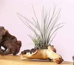 Dehner Tillandsien|Terrarium Zubehör - Tillandsien-Arrangement auf Mopani-Wurzel - Tillandsia Hybride, 2-teilig
