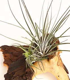 Dehner Tillandsien|Terrarium Zubehör - Tillandsien-Arrangement auf Mopani-Wurzel - Tillandsia Hybride, 2-teilig