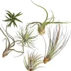 Dehner Tillandsien|Terrarium Zubehör - Tillandsien - Tillandsia Hybride, verschiedene Sorten, 6-teilig