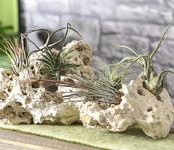 Dehner Tillandsien|Terrarium Zubehör - Tillandsien - Tillandsia Hybride, verschiedene Sorten, 6-teilig
