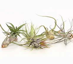 Dehner Tillandsien|Terrarium Zubehör - Tillandsien - Tillandsia Hybride, verschiedene Sorten, 6-teilig