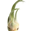 Dehner Tillandsie - Tillandsia cultivars groß, verschiedene Sorten