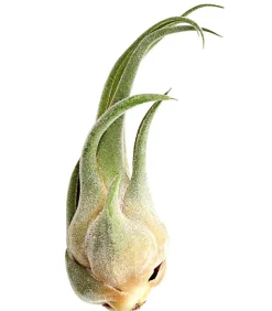 Dehner Tillandsie - Tillandsia cultivars groß, verschiedene Sorten