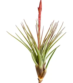 Dehner Tillandsie - Tillandsia cultivars groß, verschiedene Sorten