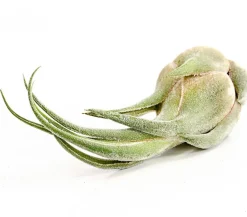 Dehner Tillandsie - Tillandsia cultivars groß, verschiedene Sorten