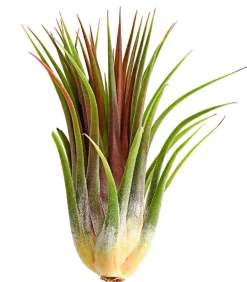 Dehner Tillandsie - Tillandsia cultivars groß, verschiedene Sorten