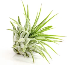 Dehner Tillandsien - Tillandsie - Tillandsia cultivars klein, verschiedene Sorten