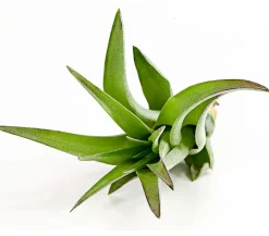 Dehner Tillandsien - Tillandsie - Tillandsia cultivars klein, verschiedene Sorten