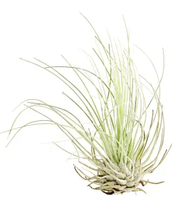 Dehner Tillandsien - Tillandsie - Tillandsia cultivars klein, verschiedene Sorten